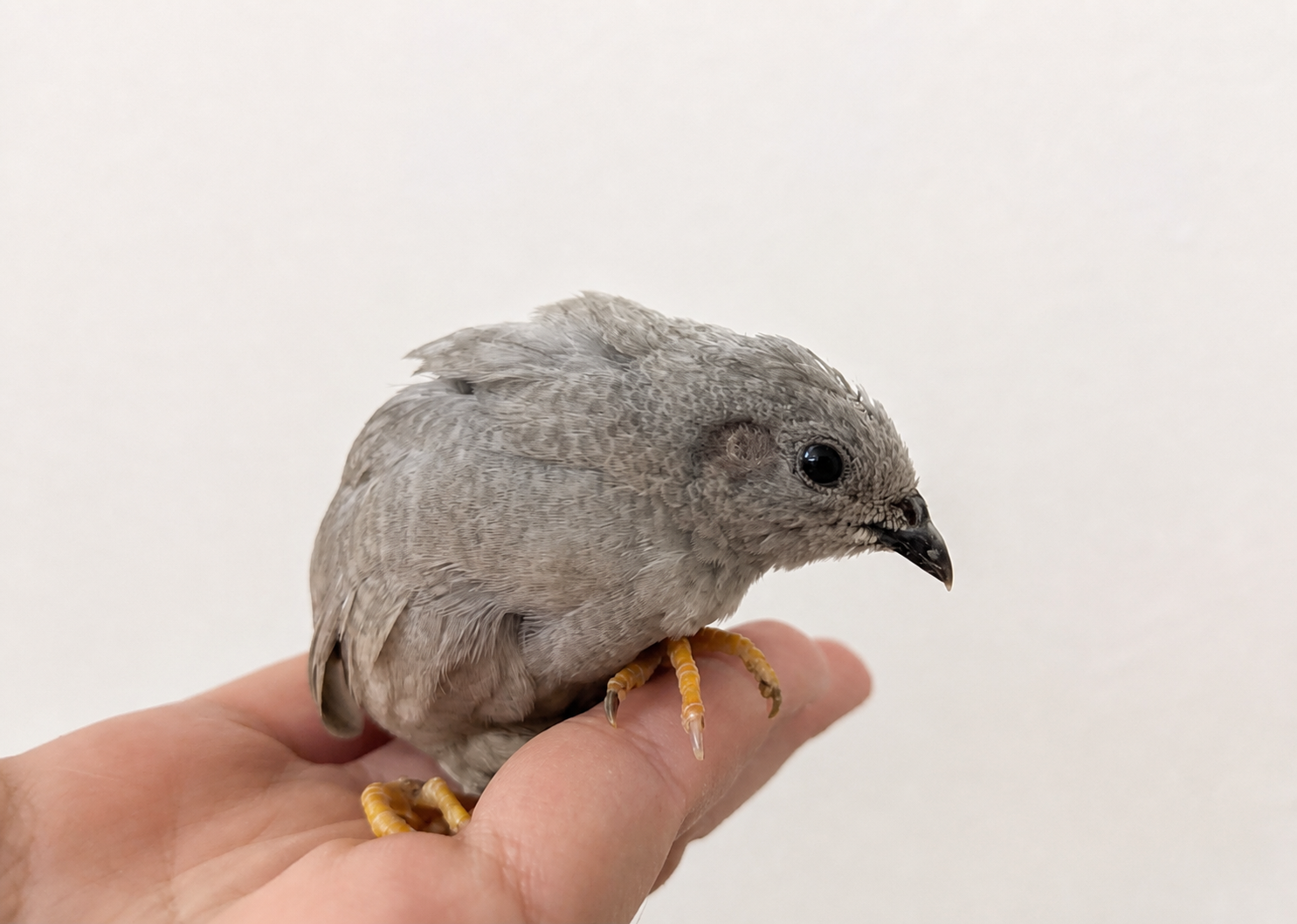 A gray button quail perched on a hand