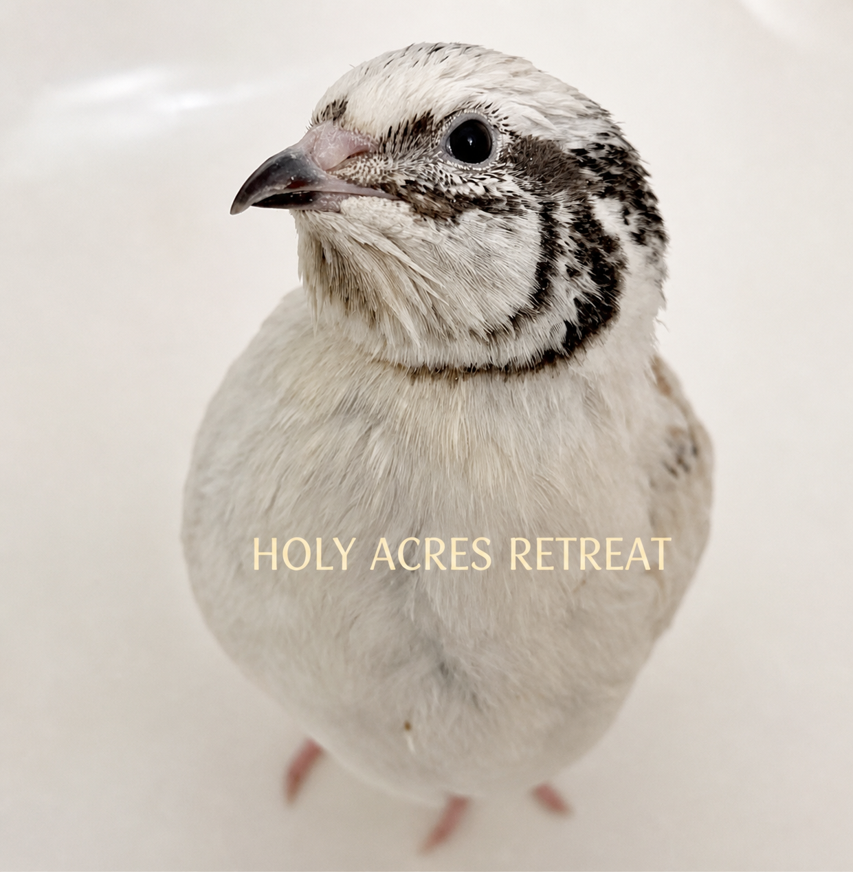A pale button quail portrait branded Holy Acres Retreat