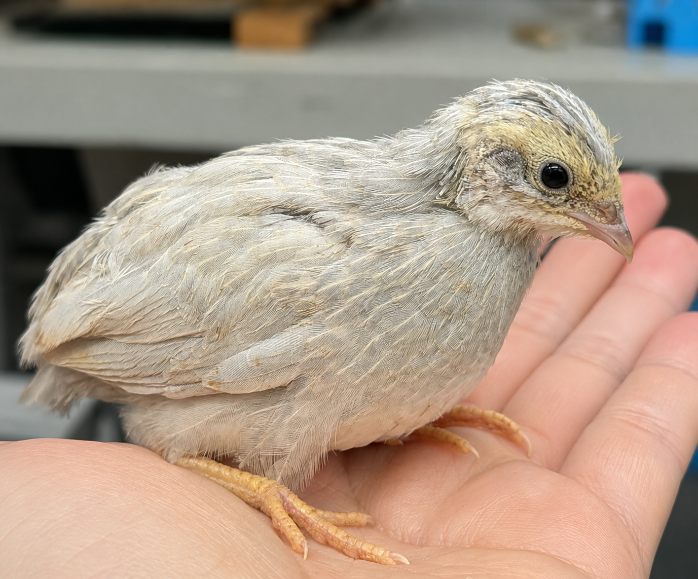 Started quail