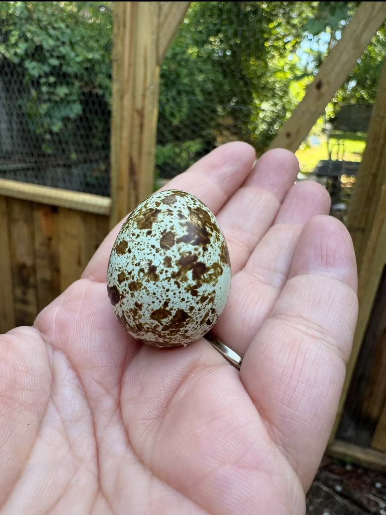 A real mint-green celadon quail egg with rich chocolate speckles held in front of the Holy Acres coop